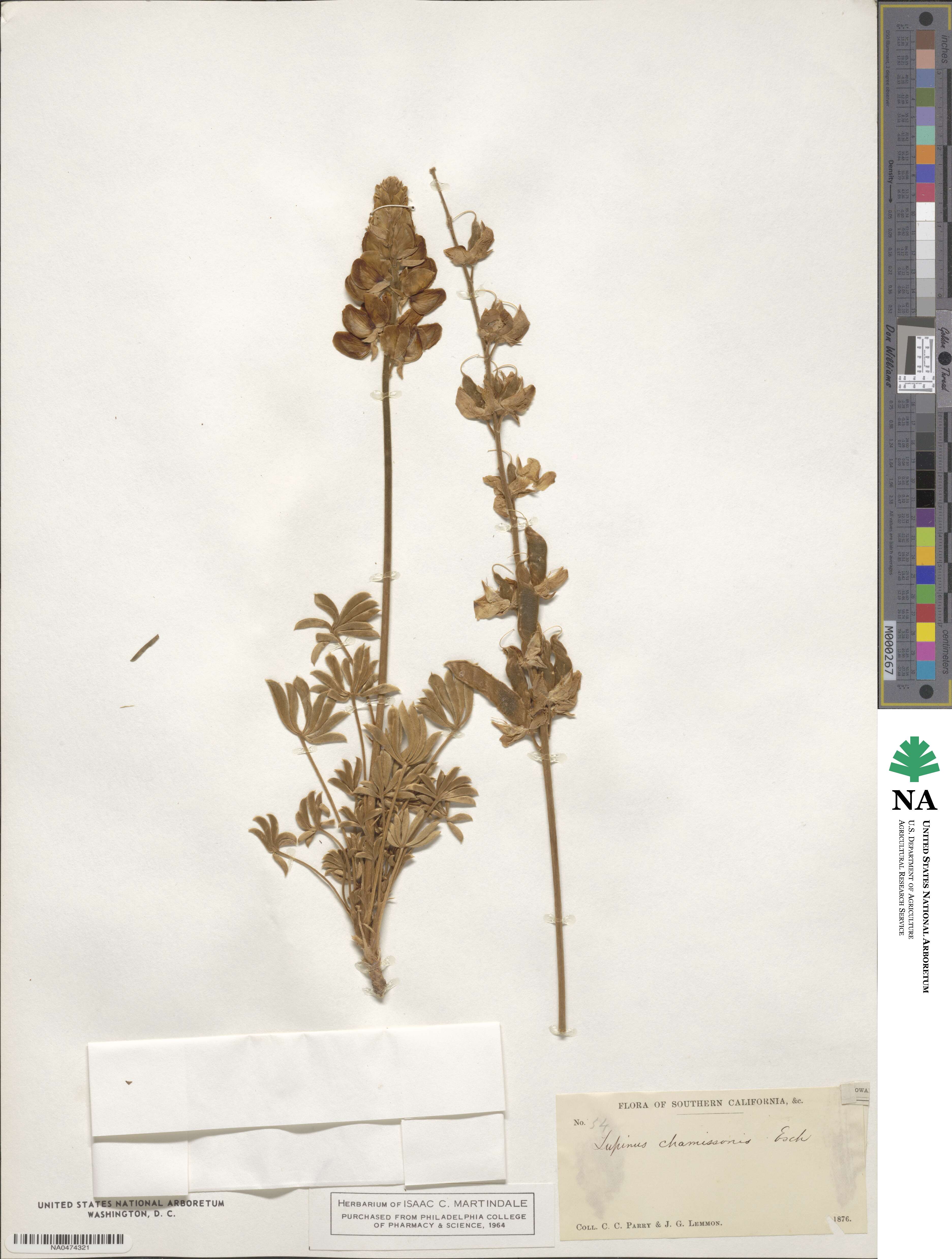 Lupinus chamissonis image