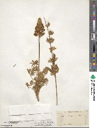 Lupinus chamissonis image