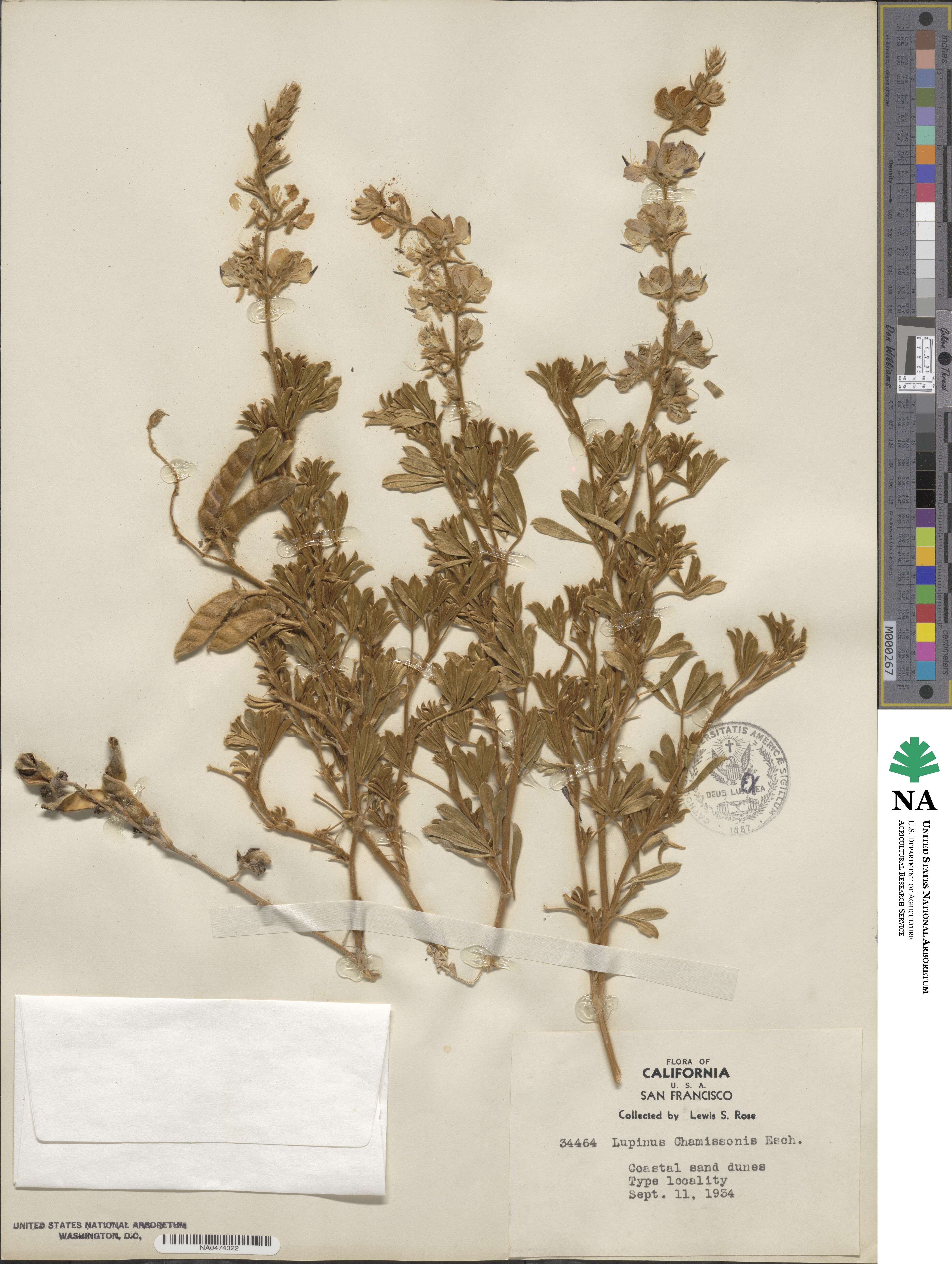 Lupinus chamissonis image