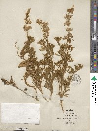 Lupinus chamissonis image