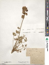 Lupinus chamissonis image