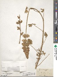 Lupinus chamissonis image