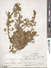 Lupinus chamissonis image