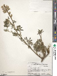 Lupinus chamissonis image