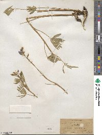 Lupinus sericeus image