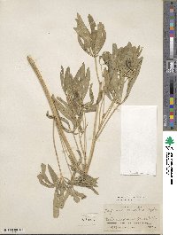 Lupinus sericeus image