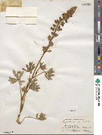 Lupinus sericeus image