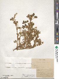 Lupinus concinnus image