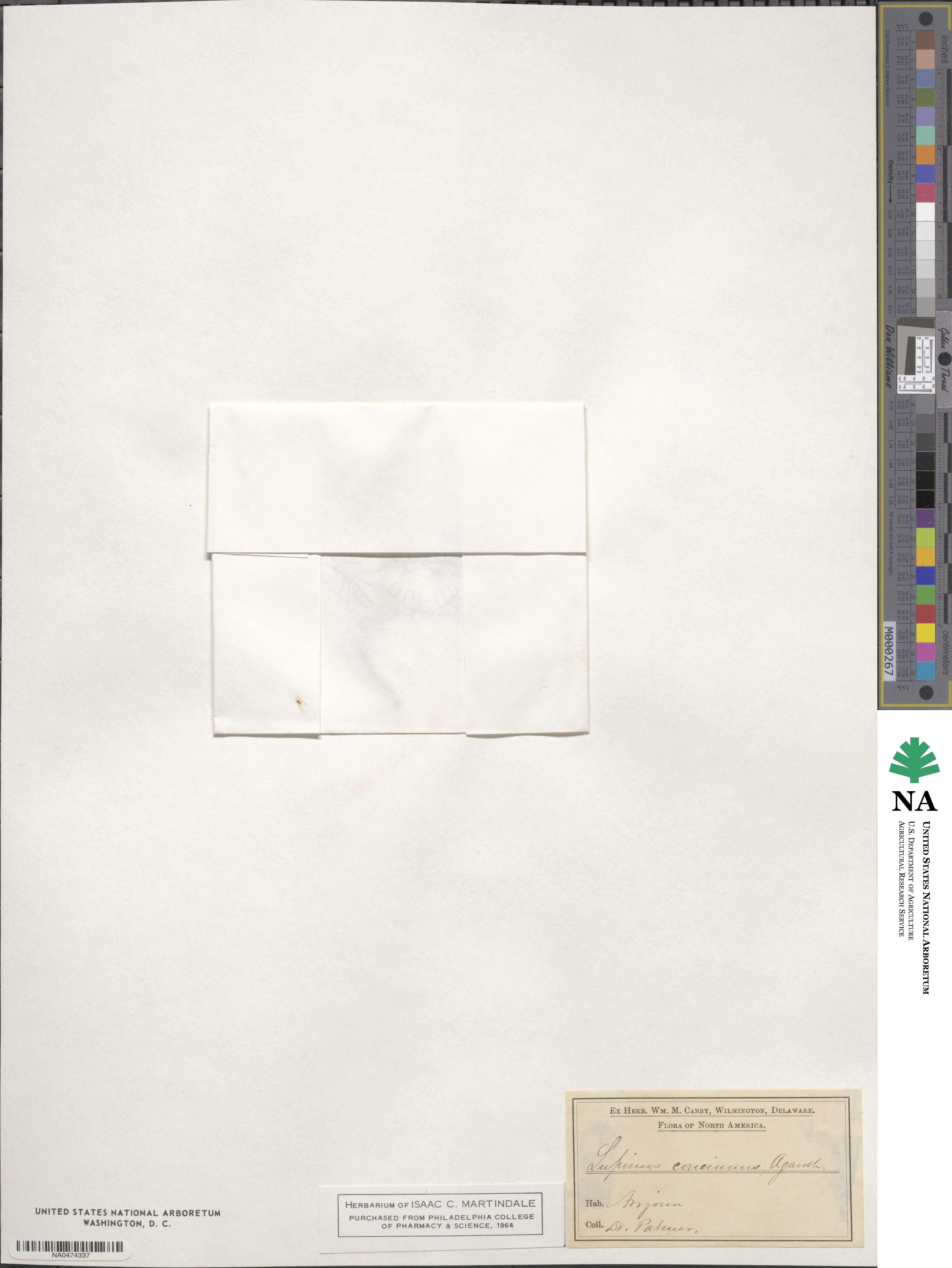 Lupinus concinnus image