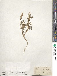 Lupinus concinnus image