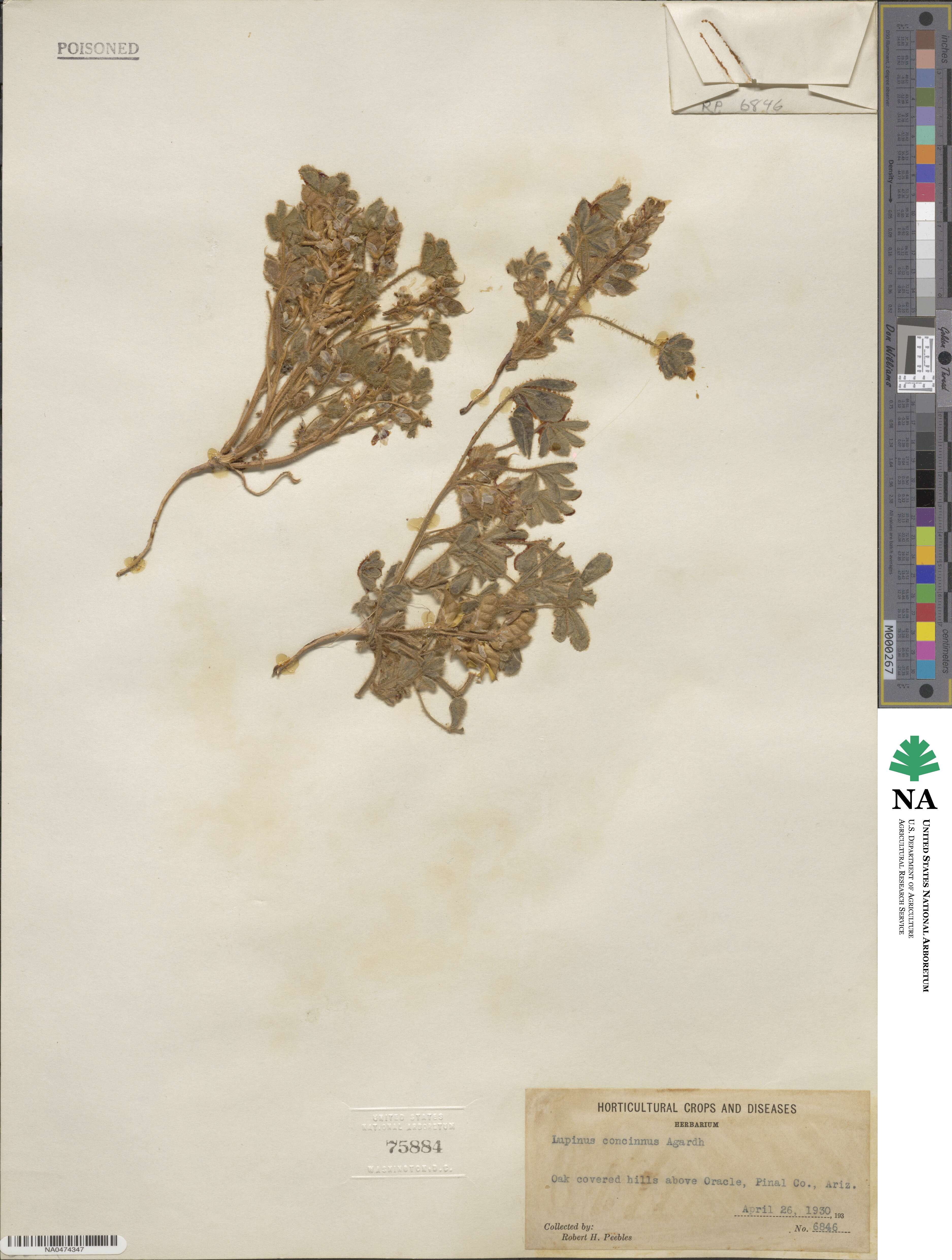 Lupinus concinnus image