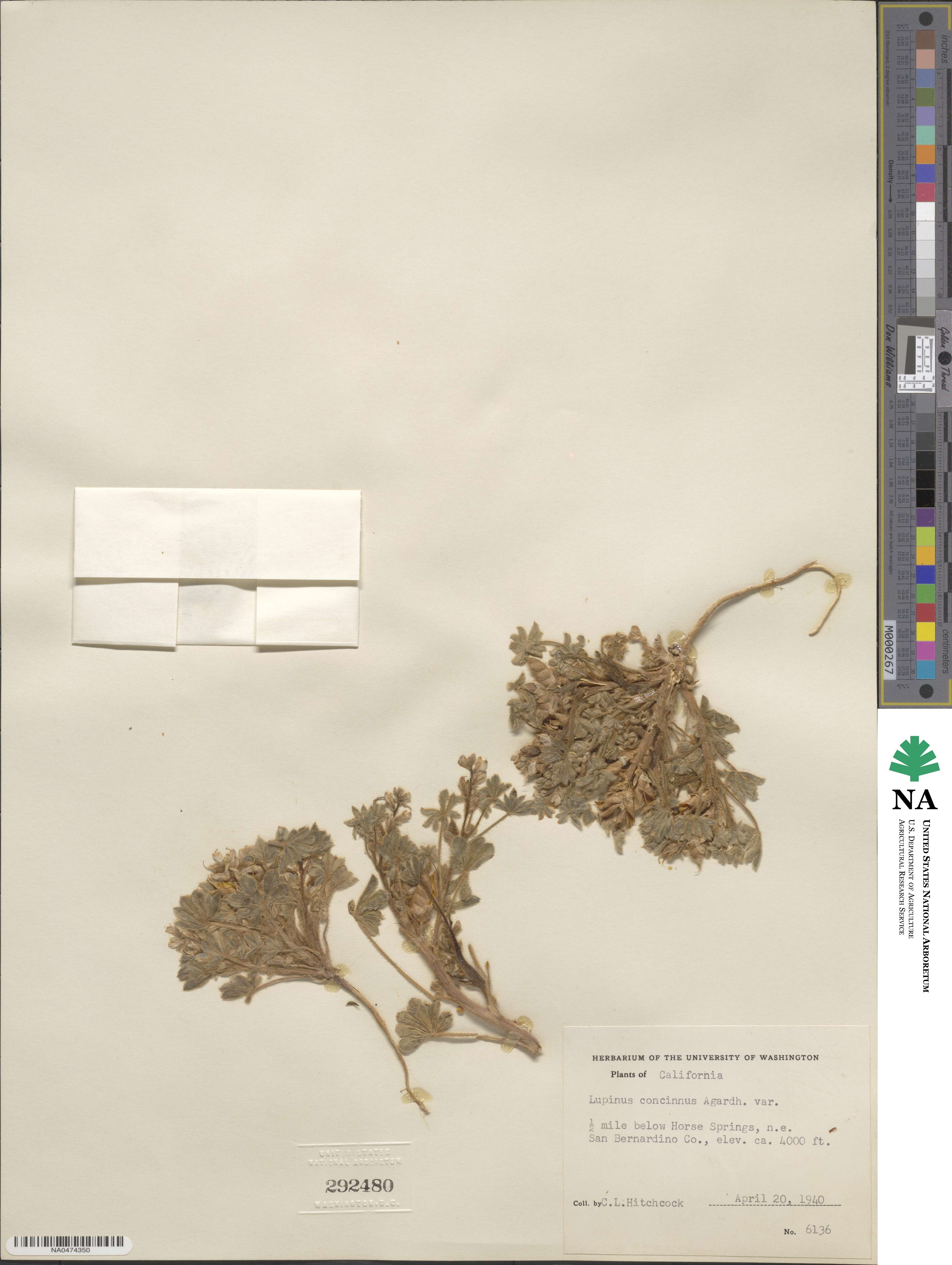 Lupinus concinnus image