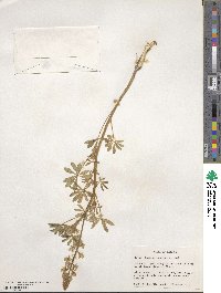 Lupinus concinnus image