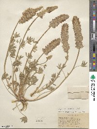 Lupinus confertus image