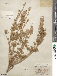 Lupinus confertus image