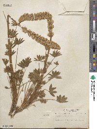 Lupinus confertus image