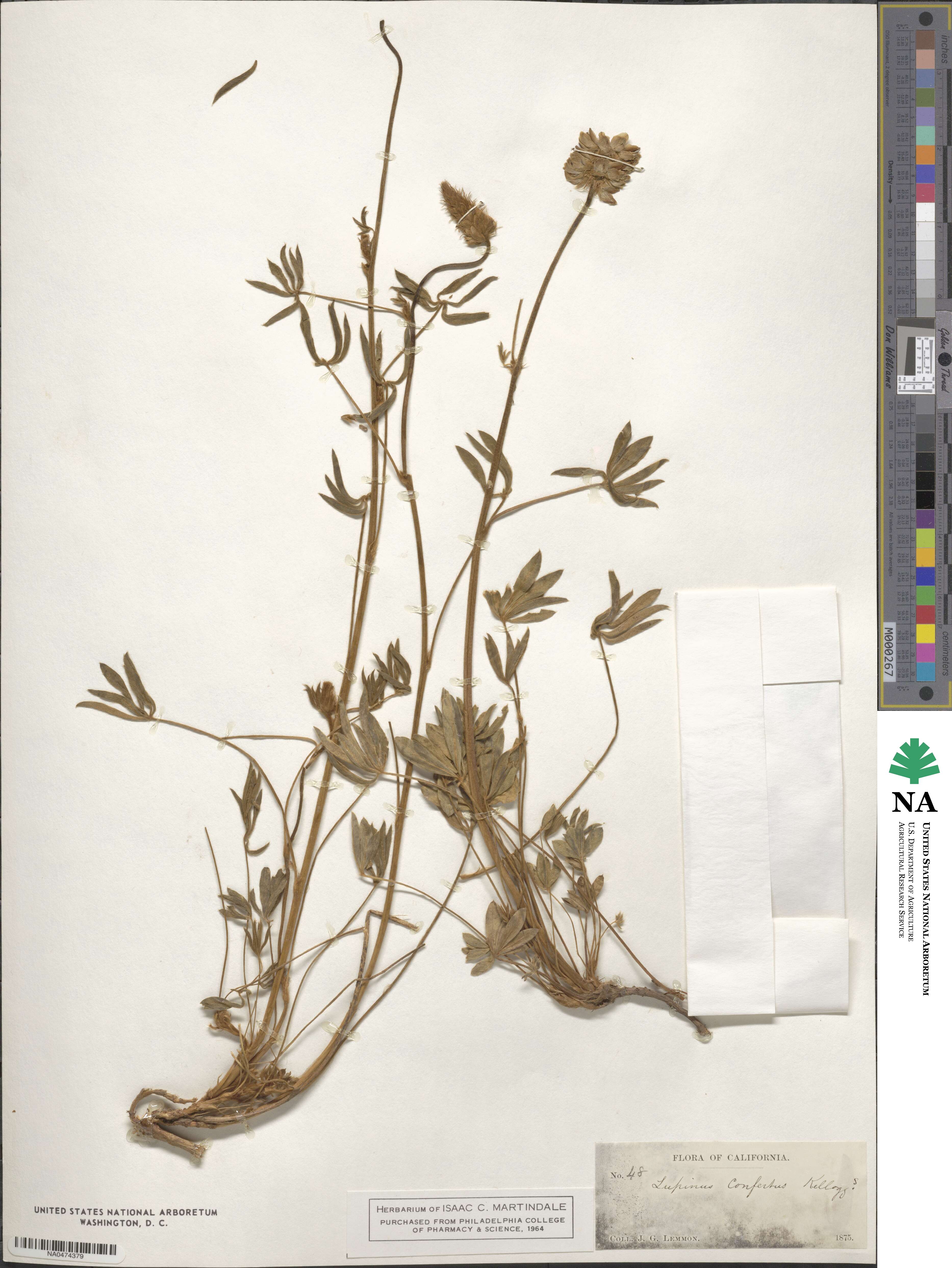 Lupinus confertus image