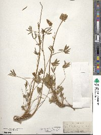 Lupinus confertus image