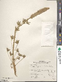 Lupinus confertus image