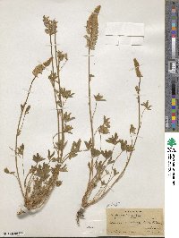 Lupinus confertus image