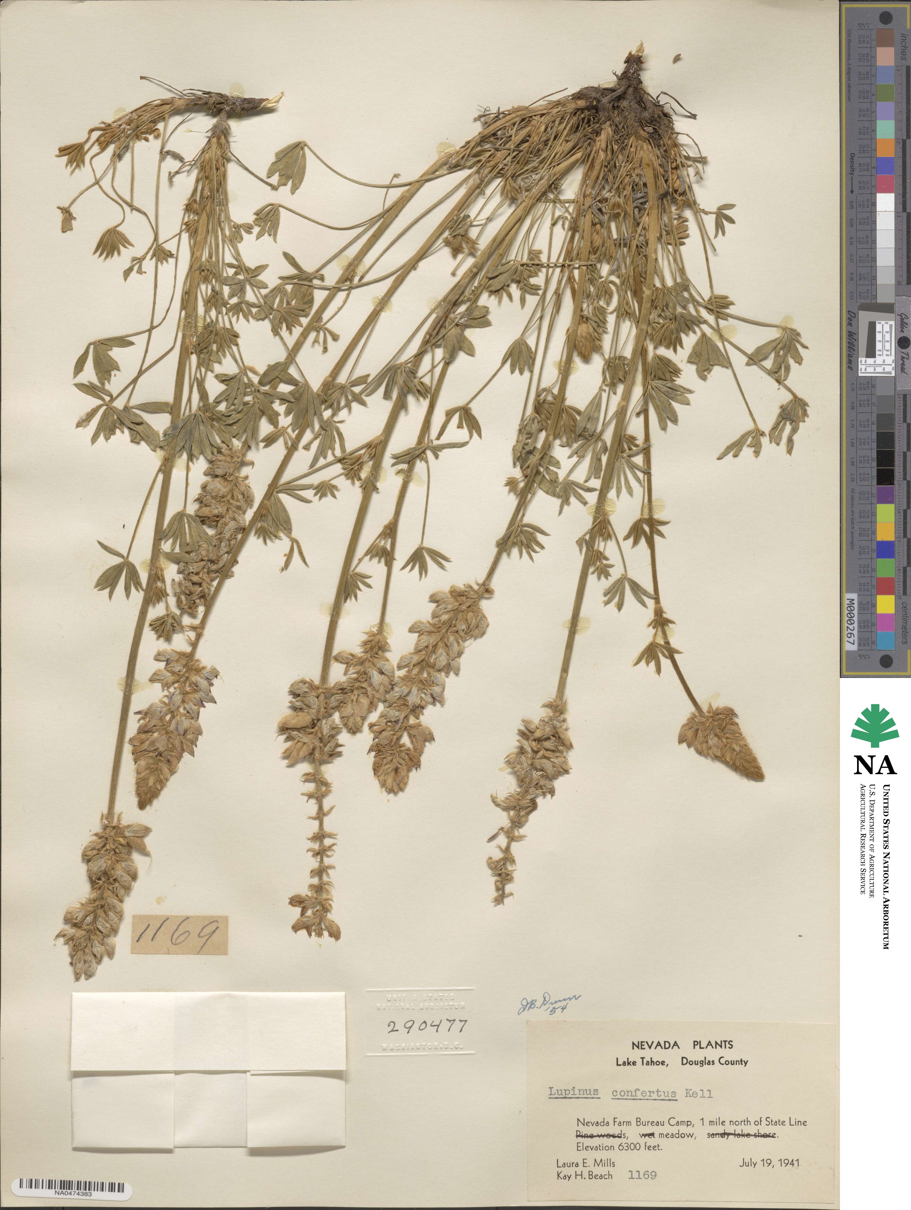 Lupinus confertus image