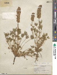 Lupinus confertus image