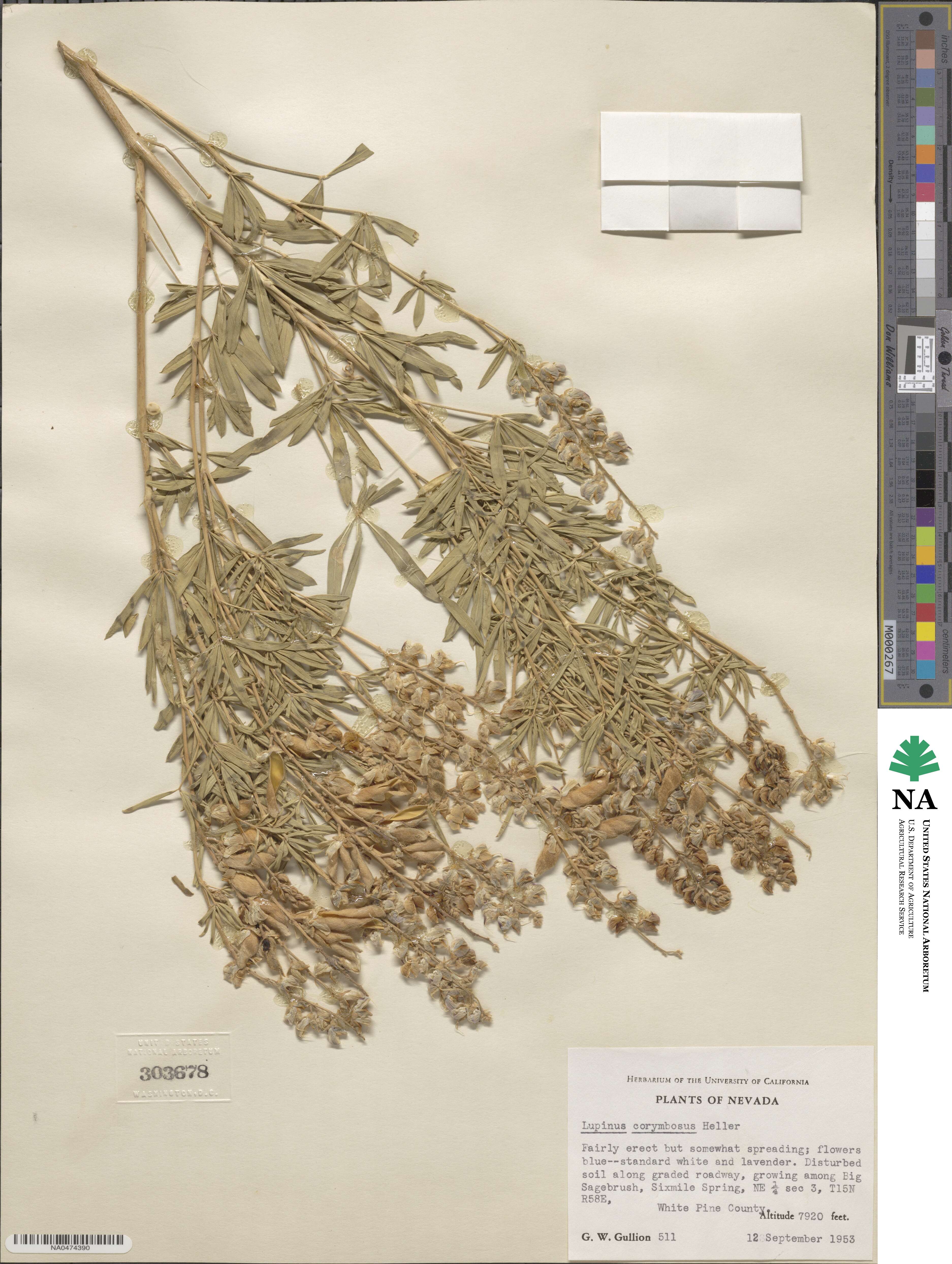 Lupinus argenteus subsp. argenteus image