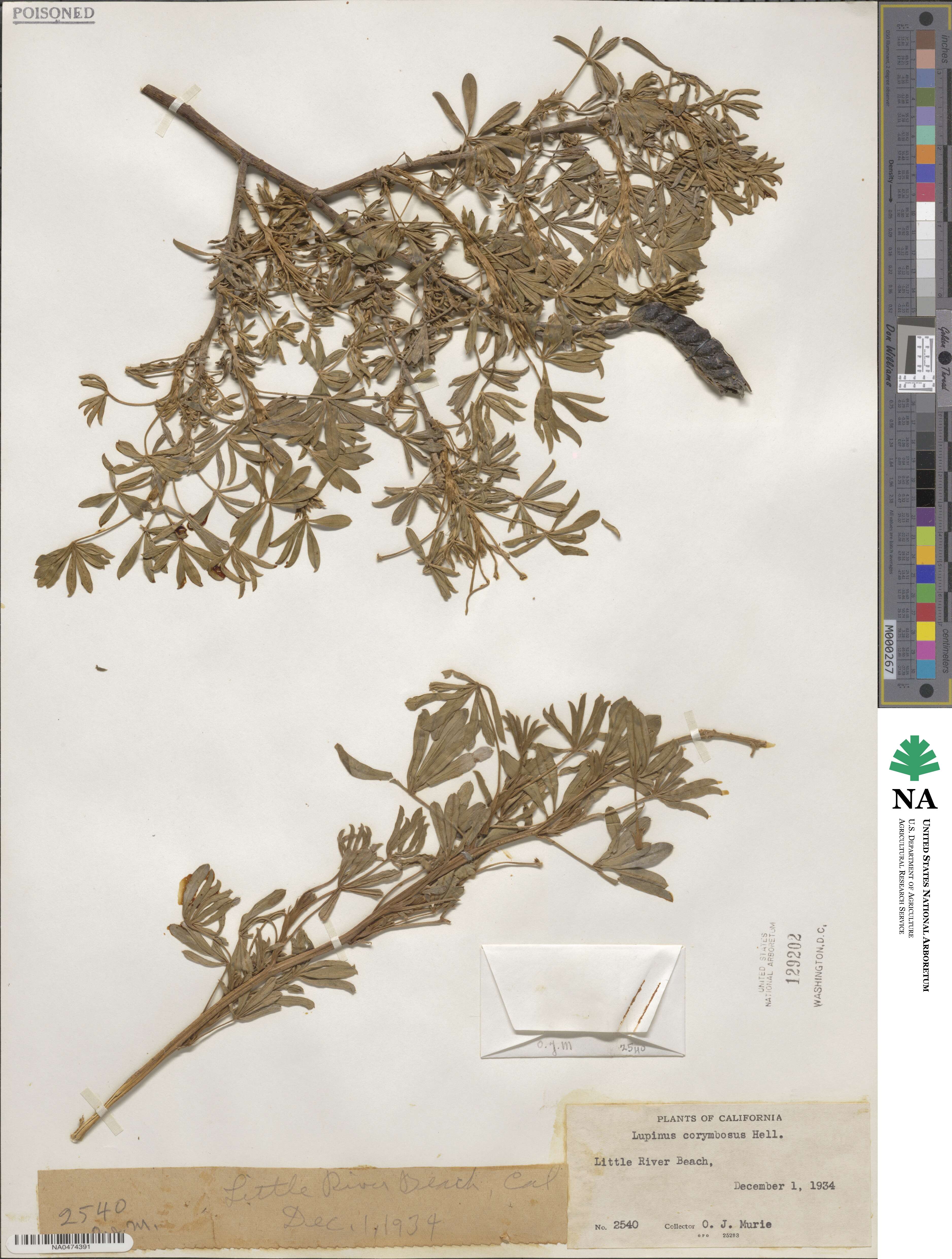 Lupinus argenteus subsp. argenteus image