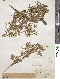 Lupinus argenteus image