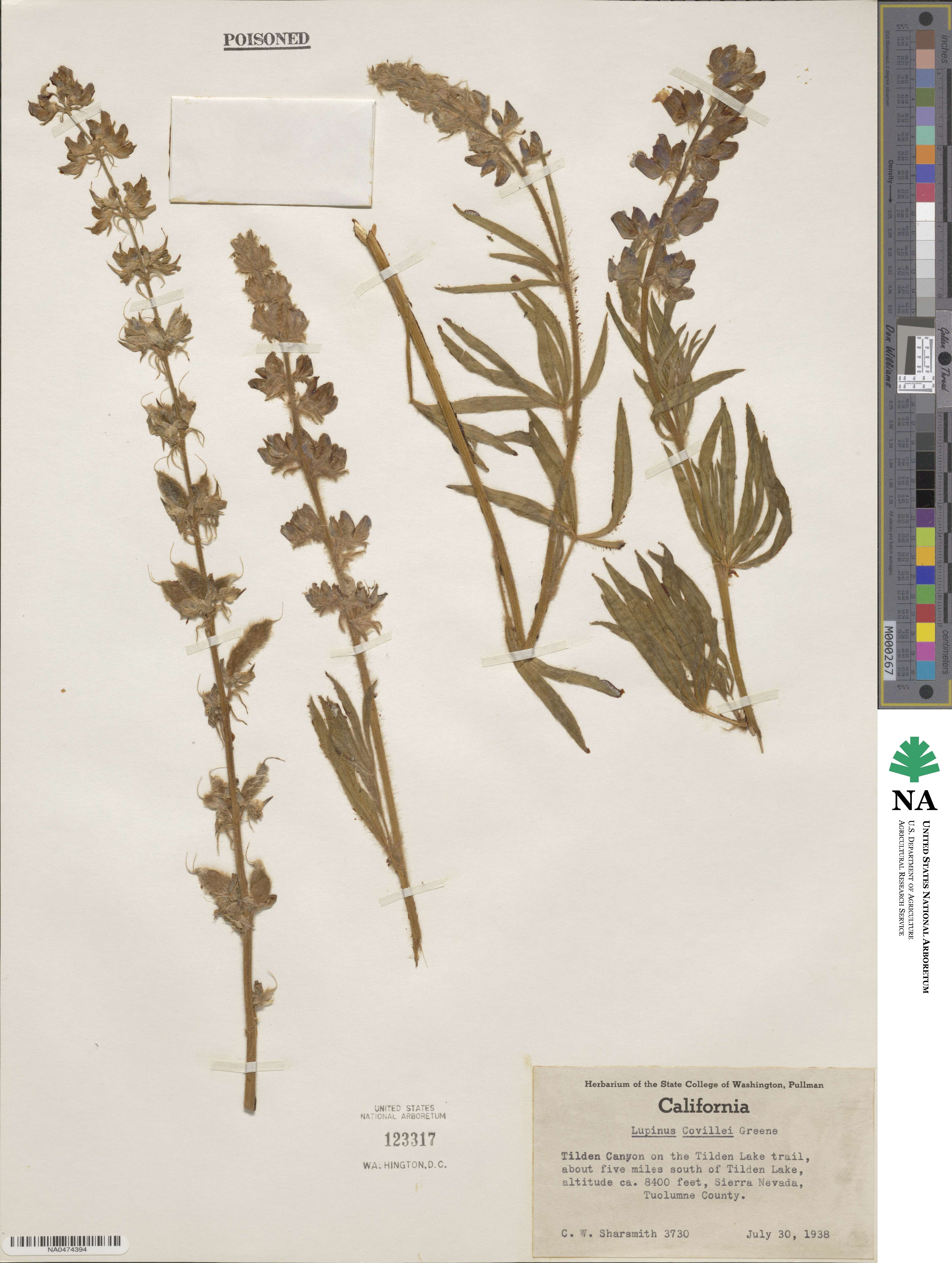 Lupinus covillei image