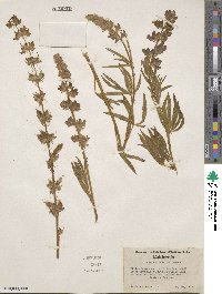 Image of Lupinus covillei