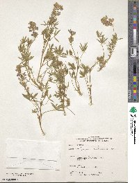 Lupinus culbertsonii image