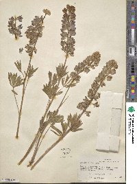 Lupinus leucophyllus image