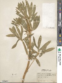 Lupinus leucophyllus image