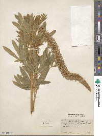 Lupinus leucophyllus image