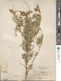 Lupinus leucophyllus subsp. leucophyllus image