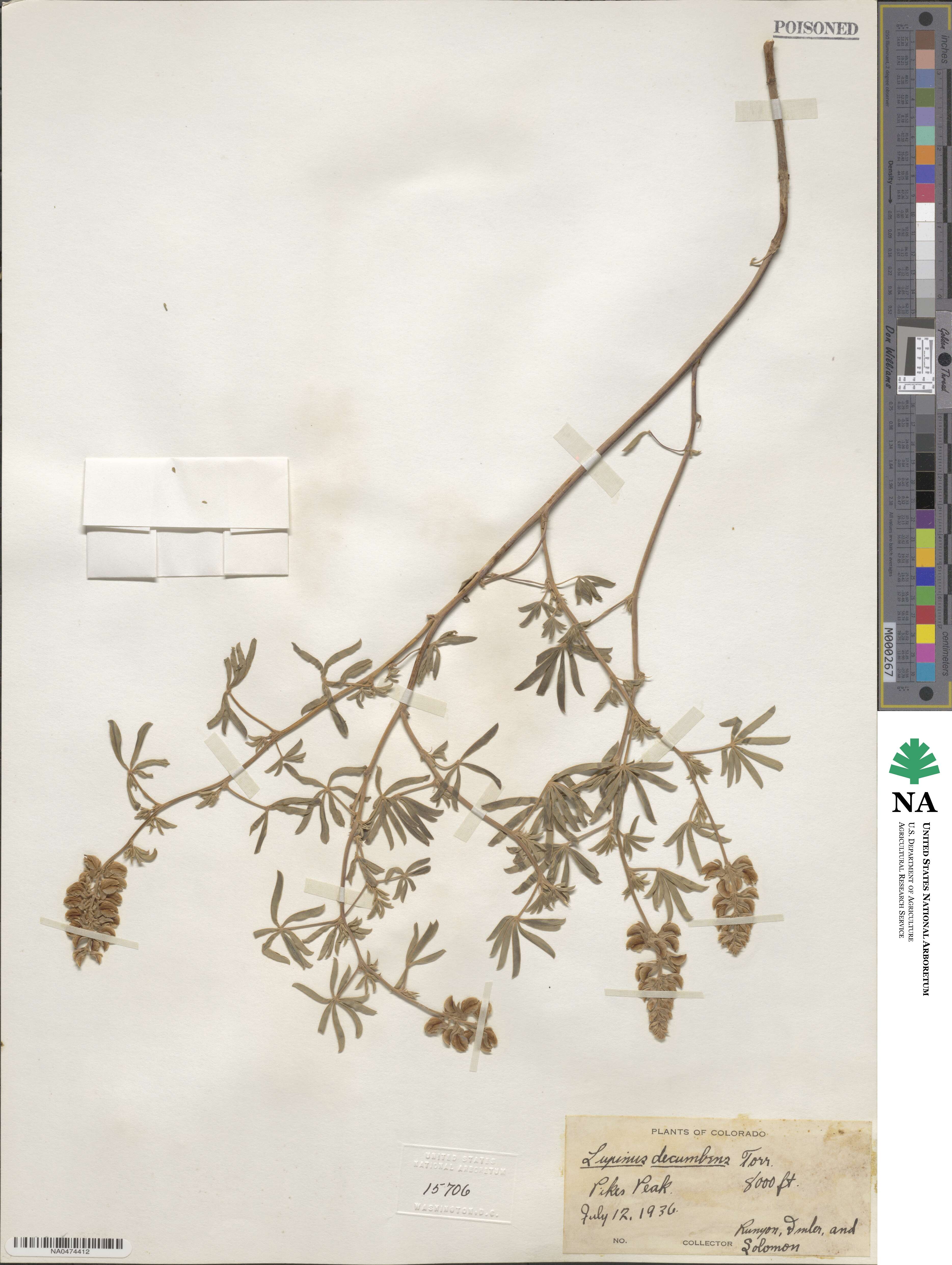 Lupinus argenteus subsp. argenteus image