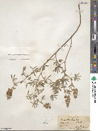 Lupinus argenteus image