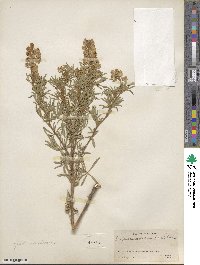 Lupinus argenteus image