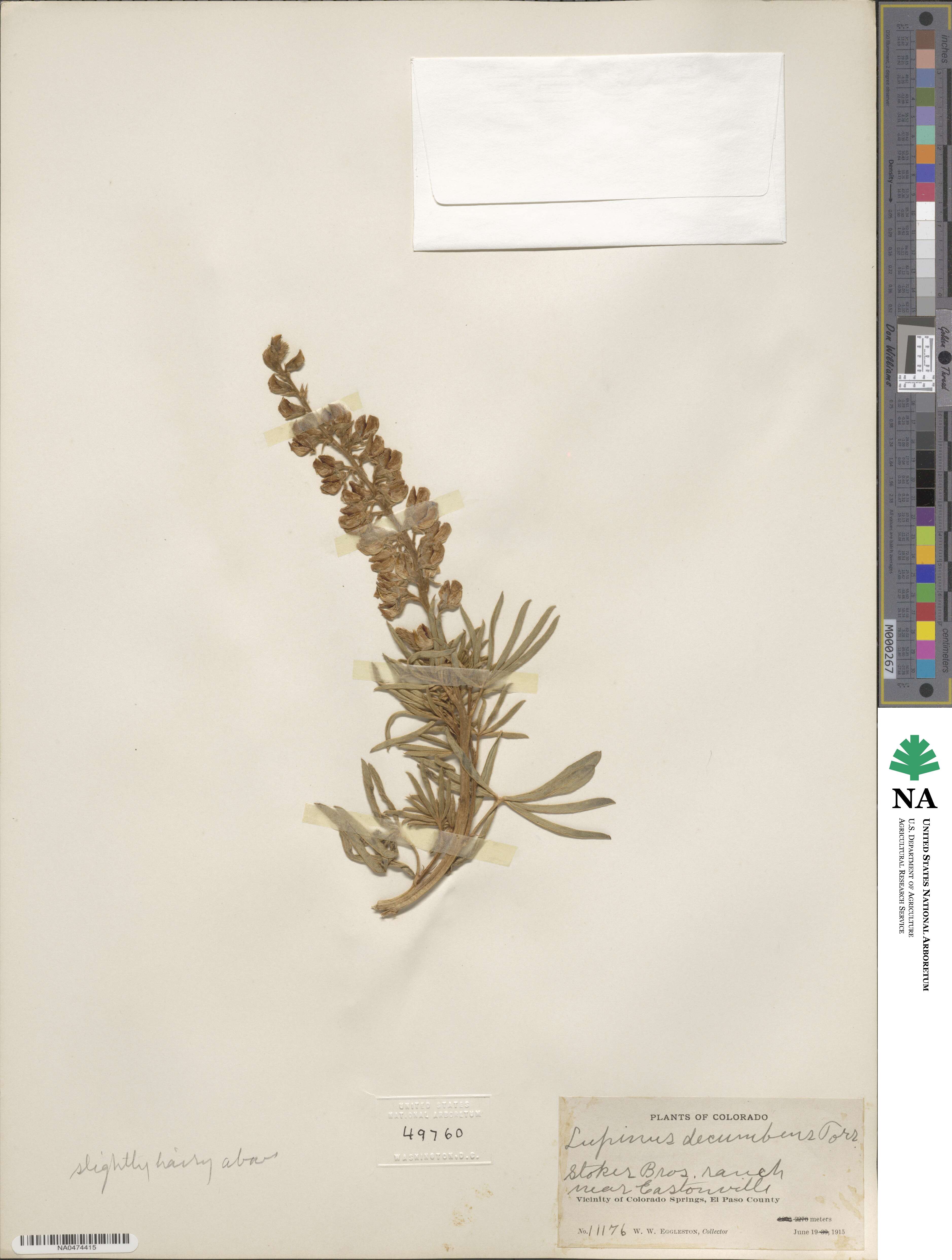 Lupinus argenteus subsp. argenteus image