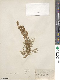 Lupinus argenteus image