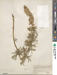 Lupinus argenteus subsp. argenteus image