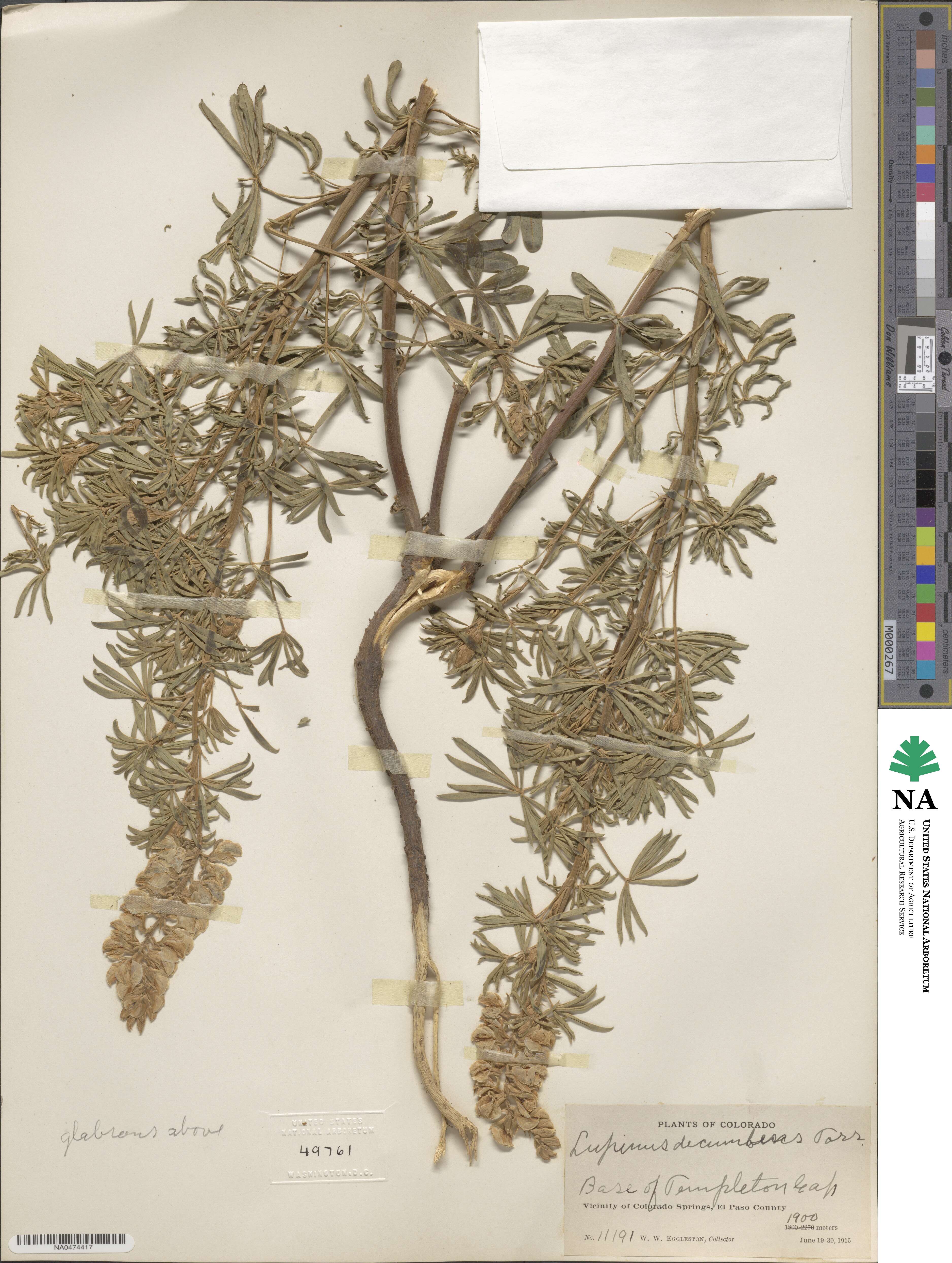 Lupinus argenteus subsp. argenteus image