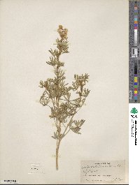 Lupinus argenteus image