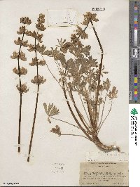 Lupinus densiflorus image