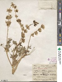 Lupinus densiflorus image