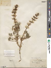 Lupinus densiflorus image