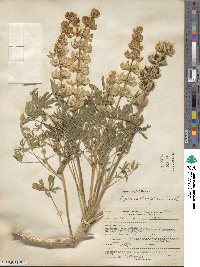 Lupinus densiflorus image