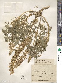 Lupinus densiflorus image