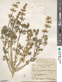 Lupinus densiflorus image